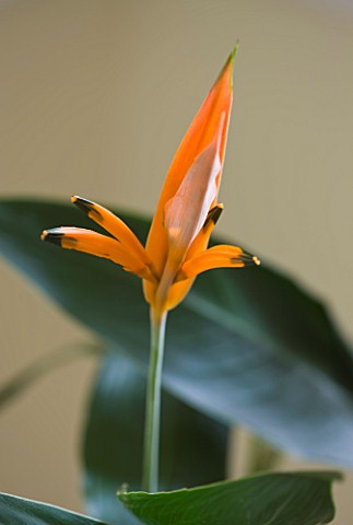 DESIGNER_CLARE_MATTHEWS__HOUSEPLANT_PROJECT__CLOSE_UP_OF_THE_FLOWER_OF_HELICONIA_OLYMPIC_DREAM