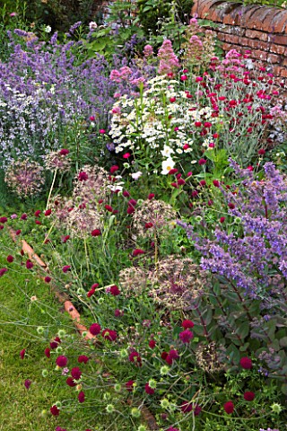 HOOK_END_FARM__BERKSHIRE_NEPETA__LYCHNIS_CORONARIA__AND_ALLIUMS_DOMINATE_A_BORDER_BESIDE_A_WALL_WITH