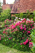 HOOK END FARM  BERKSHIRE: ROSA BONICA IN A BORDER BY LAWN WITH FARMHOUSE BEHIND