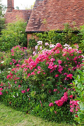 HOOK_END_FARM__BERKSHIRE_ROSA_BONICA_IN_A_BORDER_BY_LAWN_WITH_FARMHOUSE_BEHIND