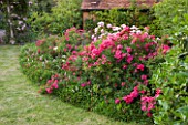 HOOK END FARM  BERKSHIRE: ROSA BONICA IN A BORDER BY LAWN WITH FARMHOUSE BEHINDAND PERSICARIA AFFINIS BENEATH
