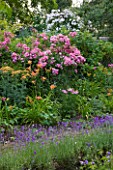 HOOK END FARM  BERKSHIRE: LAVENDER LINED PATH  ROSES  ACHILLEA AND DAYLILIES
