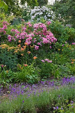 HOOK_END_FARM__BERKSHIRE_LAVENDER_LINED_PATH__ROSES__ACHILLEA_AND_DAYLILIES