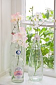 AMANDA KNOX HOUSE  GRANTHAM: KITHEN - THREE GLASS BOTTLES WITH SWEET PEAS ON WINDOWSILL IN KITCHEN