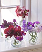 AMANDA KNOX HOUSE  GRANTHAM: GLASS VASES IN KITCHEN WINDOWSILL WITH SWEET PEAS