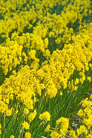 DAFFODILS_GROWING_AT_TRESCO_IN_THE_SCILLY_ISLES