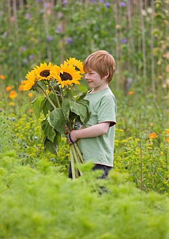 THE_GARDEN_AND_PLANT_COMPANY__HATHEROP_CASTLE__CIRENCESTER__GLOUCESTERSHIRE_BOY_CARRYING_SUNFLOWERS_