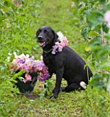 THE GARDEN AND PLANT COMPANY  HATHEROP CASTLE  CIRENCESTER  GLOUCESTERSHIRE: PATTIE WESTERNS DOG ELLA WITH SWEET PEA COLLAR