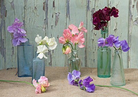 THE_GARDEN_AND_PLANT_COMPANY__HATHEROP_CASTLE__GLOUCESTERSHIRE_SWEET_PEAS_IN_GLASS_BOTTLES_LYNN_DAVE