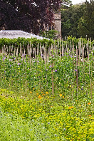 THE_GARDEN_AND_PLANT_COMPANY__HATHEROP_CASTLE__CIRENCESTER__GLOUCESTERSHIRE_ROWS_OF_SWEET_PEAS_GROWI