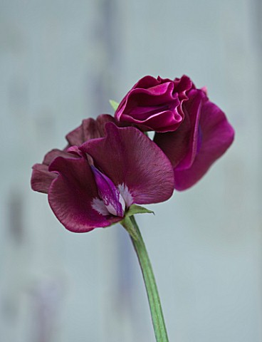THE_GARDEN_AND_PLANT_COMPANY__HATHEROP_CASTLE__CIRENCESTER__GLOUCESTERSHIRE_SWEET_PEA__DARK_RED_LATH