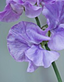 THE GARDEN AND PLANT COMPANY  HATHEROP CASTLE  CIRENCESTER  GLOUCESTERSHIRE: SWEET PEA - LATHYRUS ODORATUS LYNN DAVEY