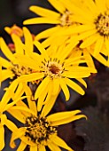 CLOSE UP OF THE YELLOW FLOWERS OF LIGULARIA DENTATA   BRITT- MARIE CRAWFORD