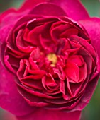 CLOSE UP OF THE RED FLOWER OF ROSE/ ROSA DARCEY BUSSELL  (AUSDECORUM) - DAVID AUSTIN ENGLISH ROSE  DOUBLE/ FULL BLOOM  SCENTED