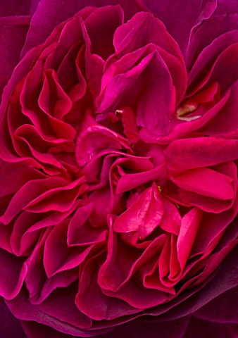 CLOSE_UP_OF_THE_RED_FLOWER_OF_ROSE_ROSA_MUNSTEAD_WOOD__DAVID_AUSTIN_ENGLISH_ROSE__DOUBLE__SCENTED