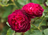 CLOSE UP OF THE RED FLOWER OF ROSE/ ROSA MUNSTEAD WOOD - DAVID AUSTIN ENGLISH ROSE  DOUBLE  SCENTED