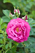CLOSE UP OF THE PINK FLOWER OF ROSE/ ROSA WILD EDRIC (AUSHEDGE) - DAVID AUSTIN SHRUB ROSE - SEMI-DOUBLE  SCENTED