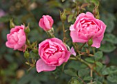 CLOSE UP OF THE PINK FLOWER OF ROSE/ ROSA SKYLARK (AUSIMPLE) - DAVID AUSTIN SHRUB ROSE  SEMI-DOUBLE  SCENTED