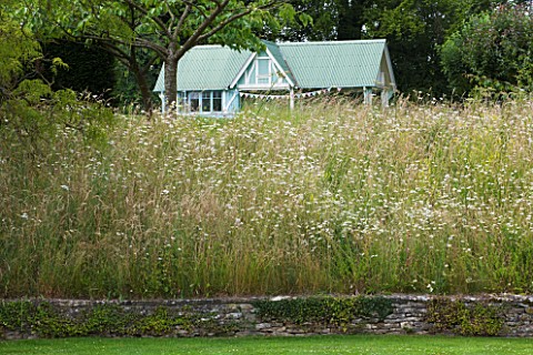 ASTHALL_MANOR__OXFORDSHIRE_WILDFLOWER_MEADOW_WITH_OXE__EYE_DAISIES_AND_BATHING_HUT_BEHIND
