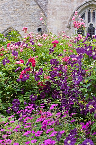 ASTHALL_MANOR__OXFORDSHIRE_ROSES__GERANIUMS_AND_CLEMATIS_IN_FRONT_OF_ASTHALL_CHURCH