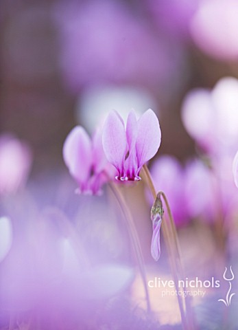 CLOSE_UP_OF_THE_PINK_FLOWERS_OF_CYCLAMEN_HEDERIFOLIUM_BULB__AUTUMN_RHS_GARDEN__WISLEY__SURREY
