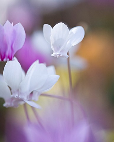 CLOSE_UP_OF_THE_WHITE_AND_PINK_FLOWERS_OF_CYCLAMEN_HEDERIFOLIUM_BULB__AUTUMN_RHS_GARDEN__WISLEY__SUR