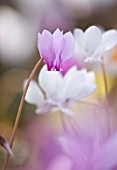 CLOSE UP OF THE WHITE AND PINK FLOWERS OF CYCLAMEN HEDERIFOLIUM. BULB  AUTUMN. RHS GARDEN  WISLEY  SURREY