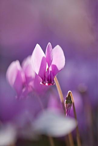 CLOSE_UP_OF_THE_PINK_FLOWERS_OF_CYCLAMEN_HEDERIFOLIUM_BULB__AUTUMN_RHS_GARDEN__WISLEY__SURREY