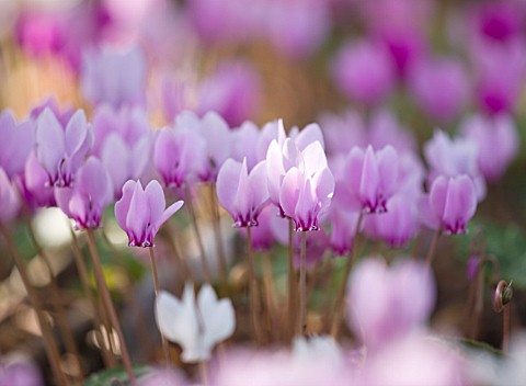 CLOSE_UP_OF_THE_PINK_AND_WHITE_FLOWERS_OF_CYCLAMEN_HEDERIFOLIUM_BULB__AUTUMN_RHS_GARDEN__WISLEY__SUR