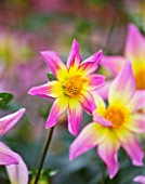 RHS GARDEN  WISLEY  SURREY: CLOSE UP OF THE PINK AND YELLOW FLOWER OF DAHLIA TRELYN SEREN - STAR DAHLIA