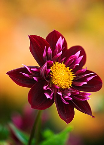 RHS_GARDEN__WISLEY__SURREY_CLOSE_UP_OF_THE_FLOWER_OF_DAHLIA_PAT_KNIGHT