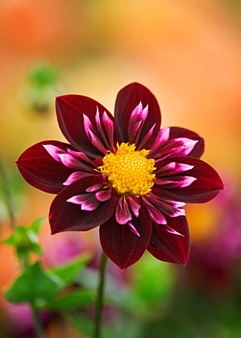 RHS_GARDEN__WISLEY__SURREY_CLOSE_UP_OF_THE_FLOWER_OF_DAHLIA_PAT_KNIGHT