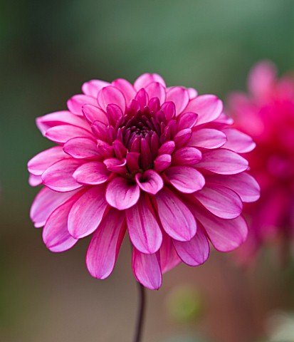 RHS_GARDEN__WISLEY__SURREY_CLOSE_UP_OF_THE_FLOWER_OF_DAHLIA_RUBY_MURRAY