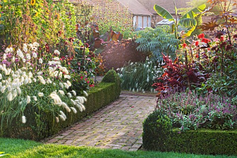 ULTING_WICK__ESSEX__VIEW_ALONG_BRICK_PATH_WITH_BOX_EDGED_BEDS__AMARANTHUS_VELVET_CURTAINS___DAHLIAS_