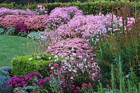 ULTING_WICK__ESSEX__AUTUMN_BORDER_IN_PINK_WITH_DAHLIA_PRINCESS_PARK__ASTER_JENNY__CHRYSANTHEMUM_CLAR
