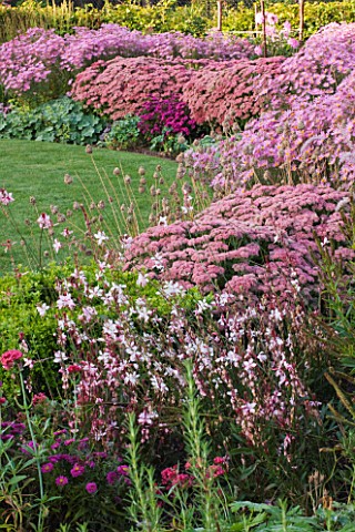 ULTING_WICK__ESSEX__AUTUMN_BORDER_IN_PINK_WITH_DAHLIA_PRINCESS_PARK__ASTER_JENNY__CHRYSANTHEMUM_CLAR