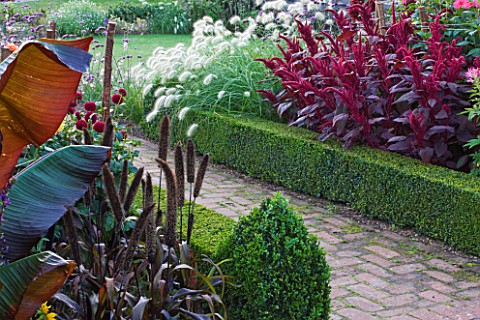 ULTING_WICK__ESSEX___BRICK_PATH_WITH_BOX_EDGED_BEDS_FILLED_WITH_AMARANTHUS_VELVET_CURTAINS__PENNISET