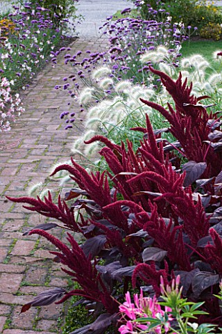 ULTING_WICK__ESSEX___BRICK_PATH_WITH_BOX_EDGED_BED_FILLED_WITH_AMARANTHUS_VELVET_CURTAINS__PENNISETU