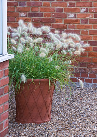ULTING_WICK__ESSEX__THE_GREENHOUSE_WITH_TERRACOTA_CONTAINER_PLANTED_WITH_PENNISETUMS