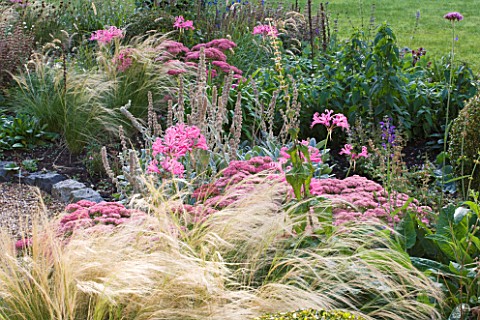 ULTING_WICK__ESSEX__THE_FRONT_GARDEN_IN_AUTUMN_WITH_STIPA_TENUISSIMA__SEDUM_AND_NERINES