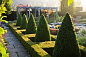WATERPERRY GARDENS  OXFORDSHIRE: THE HEDGED IN FORMAL GARDEN AT DAWN WITH BOX AND BERBERIS HEDGING AND TOPIARY