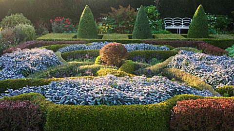 WATERPERRY_GARDENS__OXFORDSHIRE_THE_HEDGED_IN_FORMAL_GARDEN_AT_DAWN_WITH_KNOT_GARDEN_OF_BERBERIS_THU