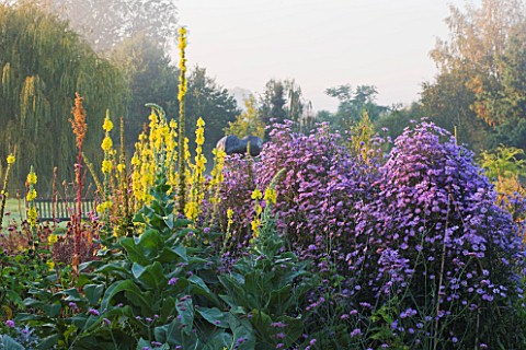 WATERPERRY_GARDENS__OXFORDSHIRE_THE_TRIAL_BEDS_AT_DAWN_WITH_YELLOW_VERBASCUMS_AND_ASTERS