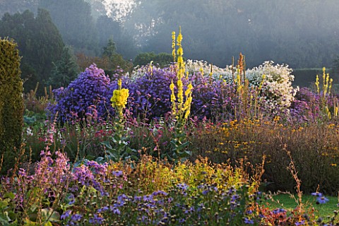 WATERPERRY_GARDENS__OXFORDSHIRE_THE_TRIAL_BEDS_AT_DAWN_WITH_YELLOW_VERBASCUMS_AND_ASTERS