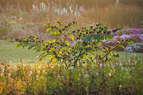 WATERPERRY_GARDENS__OXFORDSHIRE_THE_TRIAL_BEDS_AT_DAWN_WITH_THE_SHOOFLY_PLANT__NICANDRA_PHYSALODES