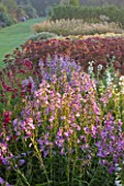 WATERPERRY GARDENS  OXFORDSHIRE: THE TRIAL BEDS AT DAWN WITH PENSTEMONS AND SEDUMS