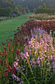 WATERPERRY GARDENS  OXFORDSHIRE: THE TRIAL BEDS AT DAWN WITH PENSTEMONS AND SEDUMS
