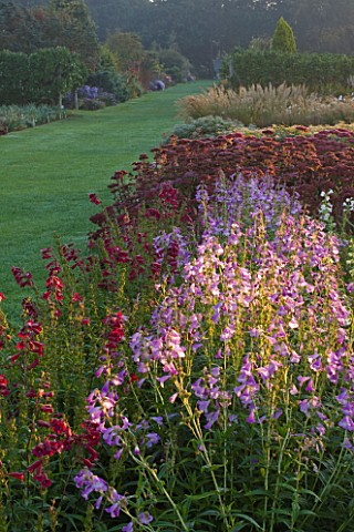 WATERPERRY_GARDENS__OXFORDSHIRE_THE_TRIAL_BEDS_AT_DAWN_WITH_PENSTEMONS_AND_SEDUMS