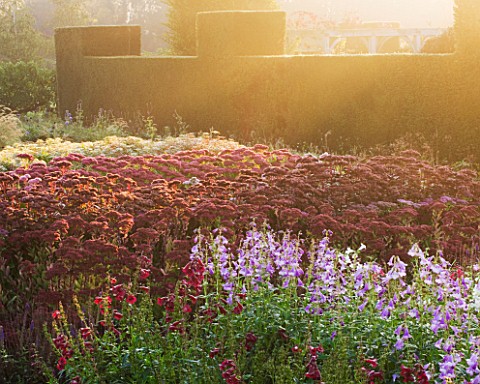 WATERPERRY_GARDENS__OXFORDSHIRE_THE_TRIAL_BEDS_AT_DAWN_WITH_PENSTEMONS_AND_SEDUMS