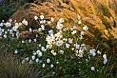 WATERPERRY GARDENS  OXFORDSHIRE: TRIAL BEDS AT DAWN WITH ANEMONE X HYBRIDA ANDREA ATKINSON AND CALAMAGROSTIS BRACHYTRICHA